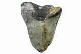Partial, Fossil Megalodon Tooth - North Carolina #363758-1